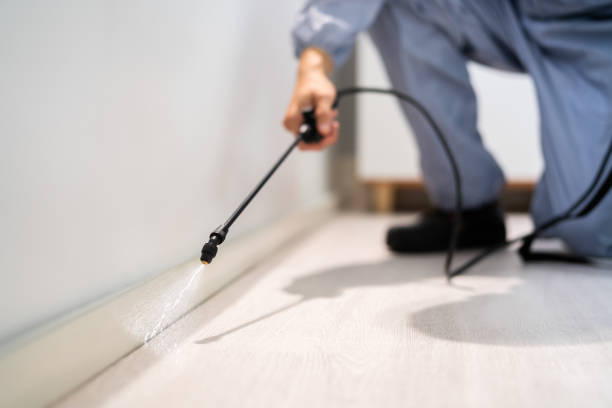 Licensed Wasp Removal service in Highlands, NJ - Show Me Pest Control